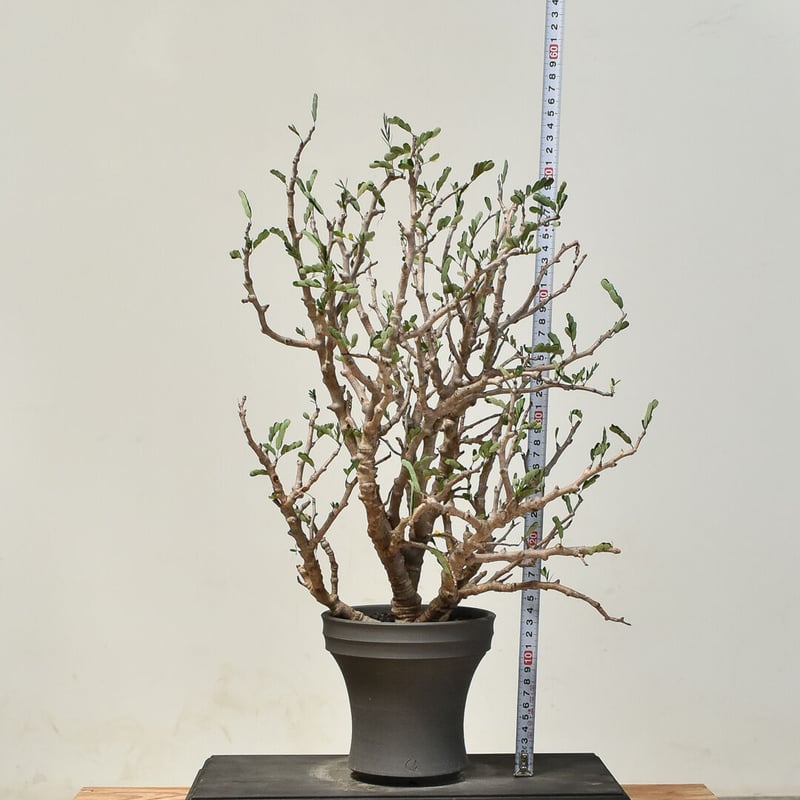 RAFLUMコレクション】センナ メリディオナリス 