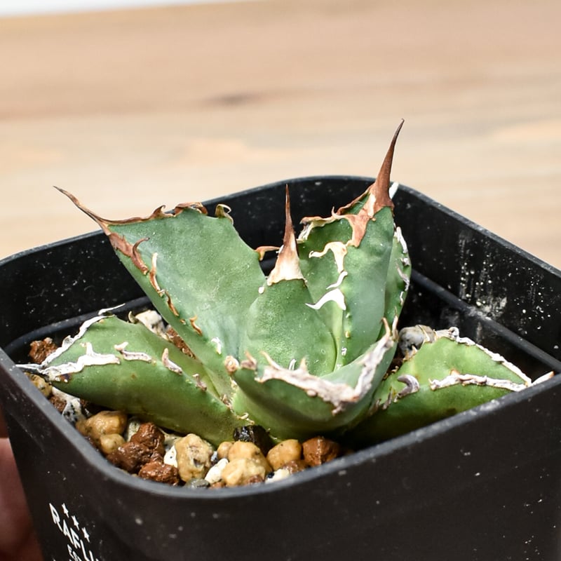 1週間限定】アガベ チタノタ ZEUS産 実生 アガベ チタノタ ゼウス