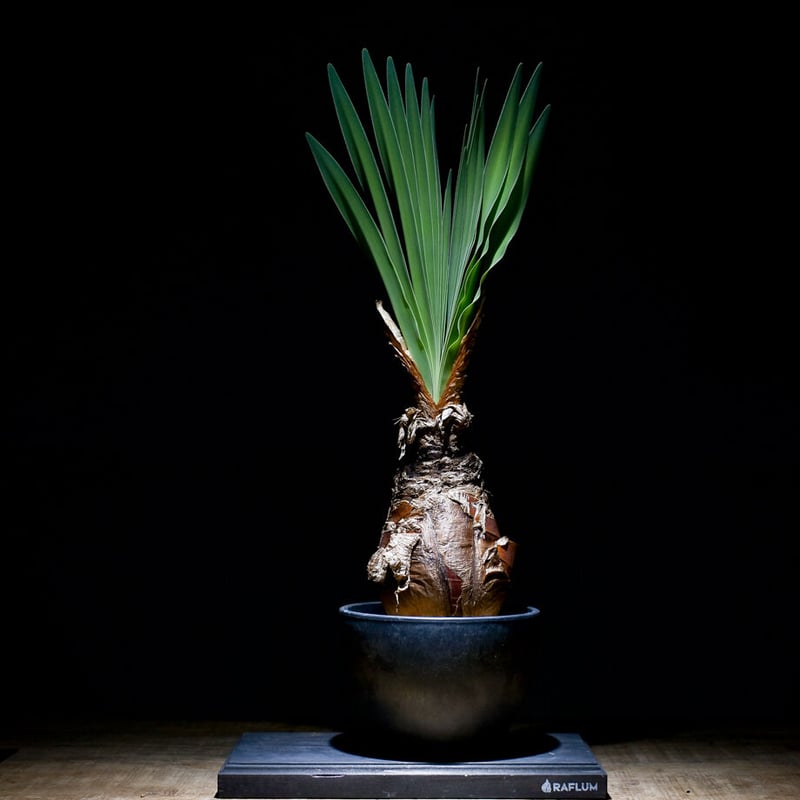 ブーファン ディスティチャ （発根済み）RF22464 | RAFLUM / ラフラム