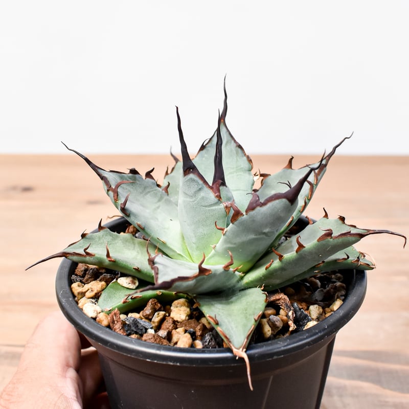 アガベ ハイブリット 象牙妖炎×黑帝斯 / エボリスピナ×ハデス 