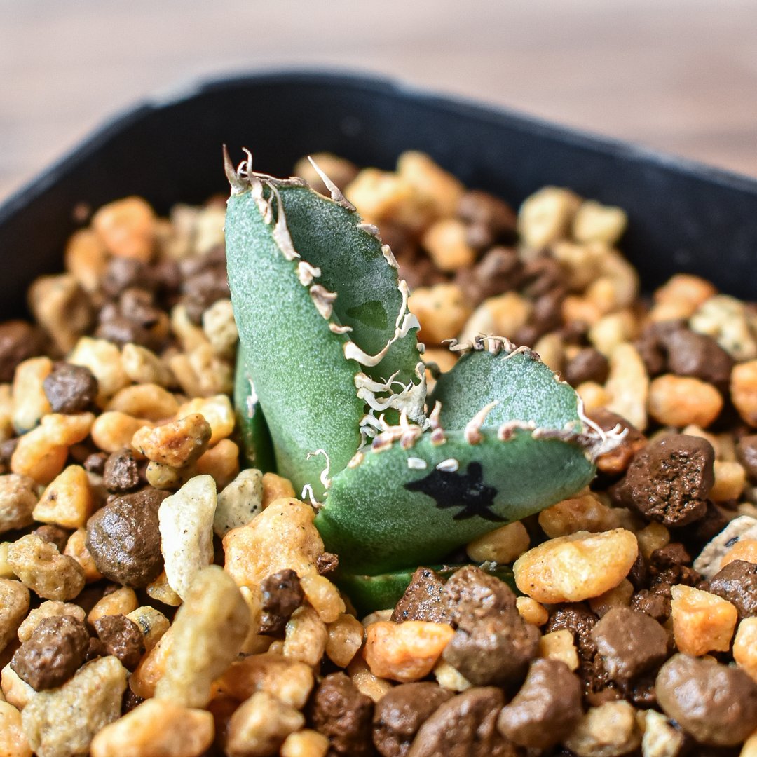 アガベ チタノタ 