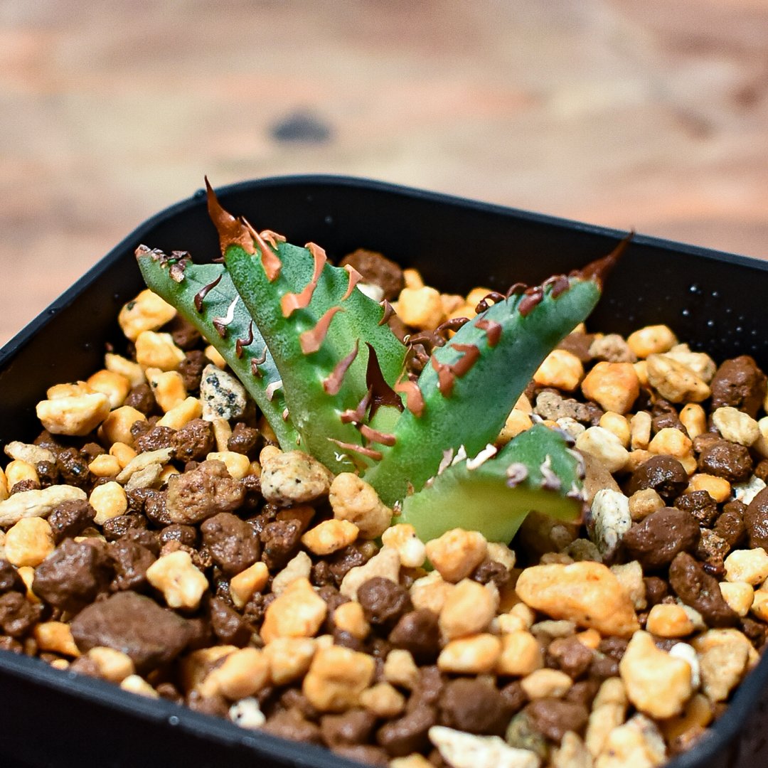 アガベ チタノタ 