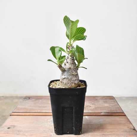【コレクション株】鉢ごと　ウィンゾリー実生株 plants250522u30-247x296.jpg