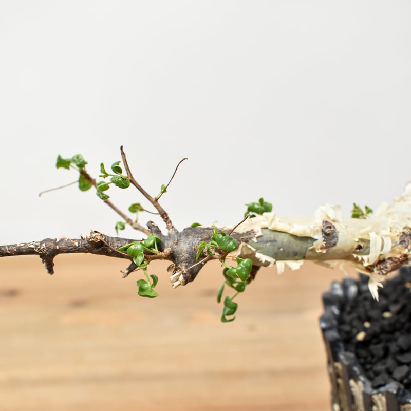 RAFLUMコレクション】コミフォラ カタフ/ピュアカタフ 【発根済み