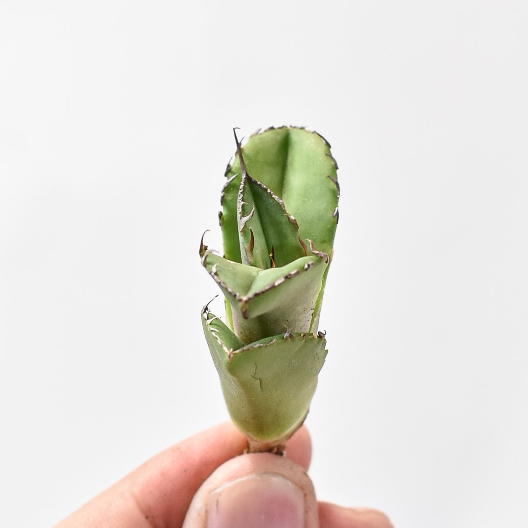 アガベ チタノタ 