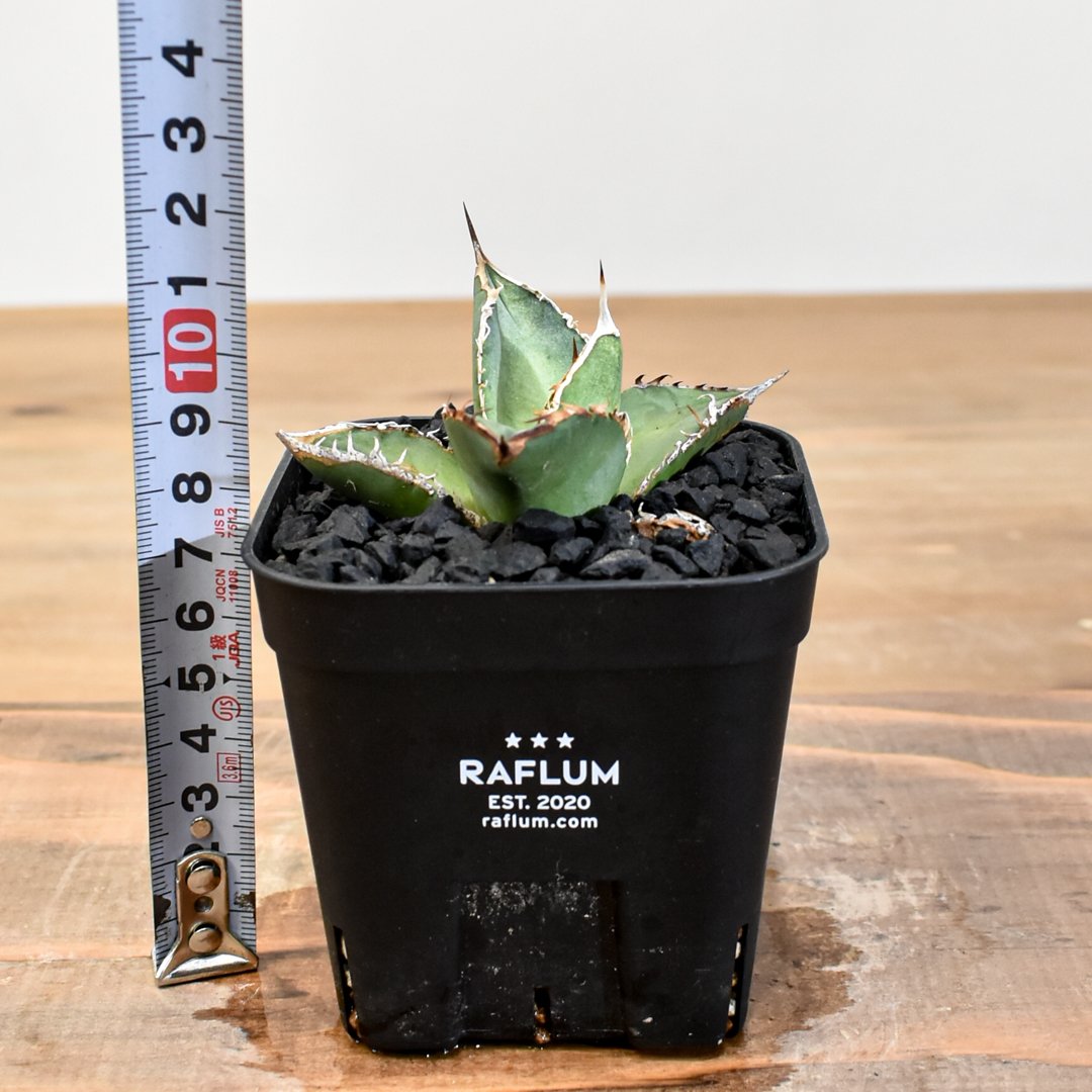 台湾産 中株 萬代厳竜 アガベ ハイブリッド OC 発根済み アガベ