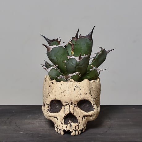 Matasuke Tatsumi（TEATOYA'S GALLERY）【Skull pot White 】type B