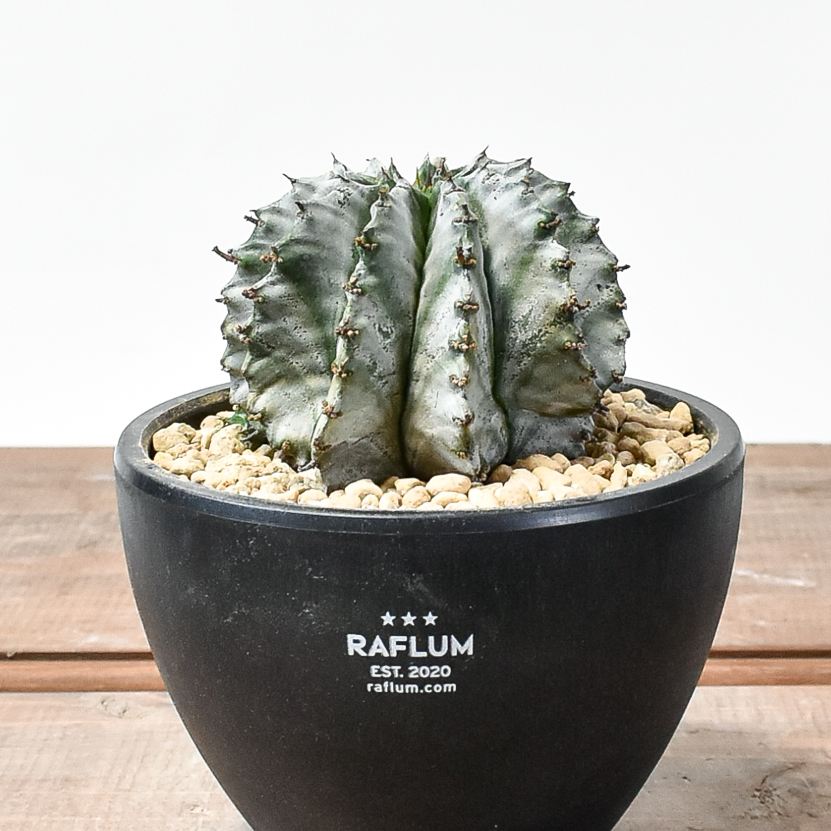 ユーフォルビア　ホリダ　大株 ユーフォルビア ホリダ | STELLA.PLANTS