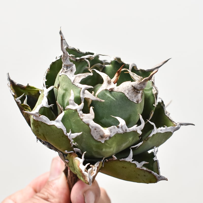 1*様 ⑱ チタノタ　ドワーフ　イラン直輸入　アガベ　イラン産　極上株　　白鯨 1*様 ⑱ チタノタ ドワーフ イラン直輸入 アガベ イラン産 極上