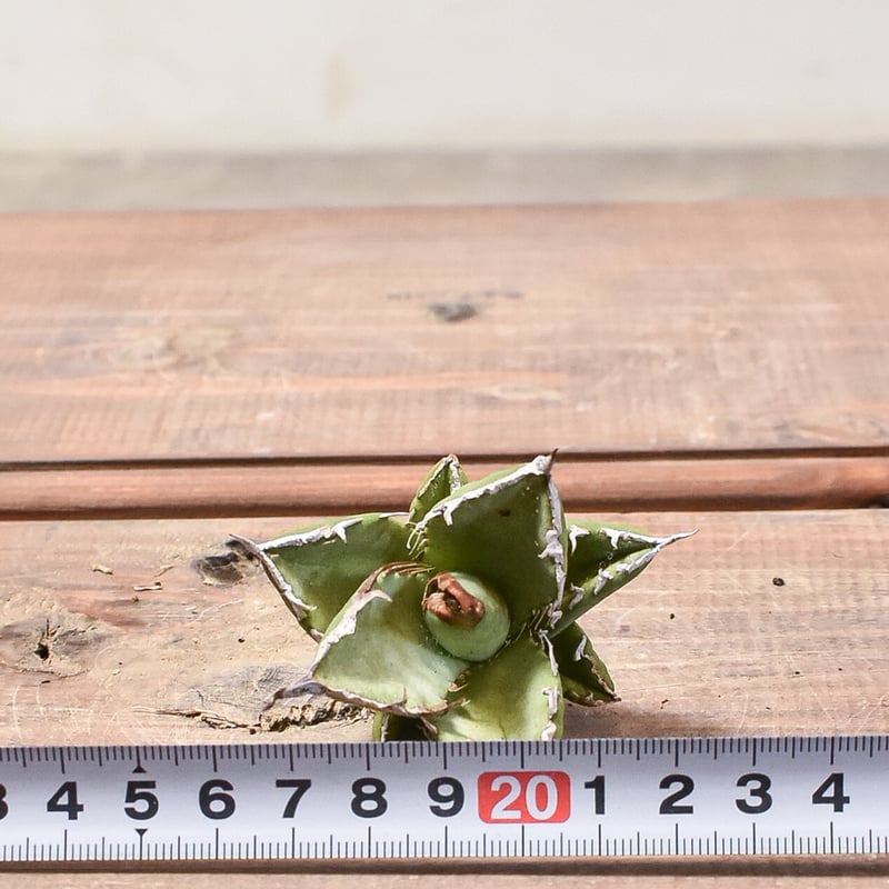 アガベ チタノタ 