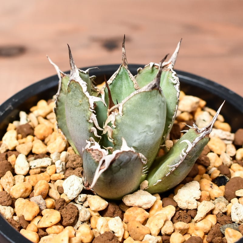 連棘 大株 チタノタブルー アガベ アガベ チタノタ 