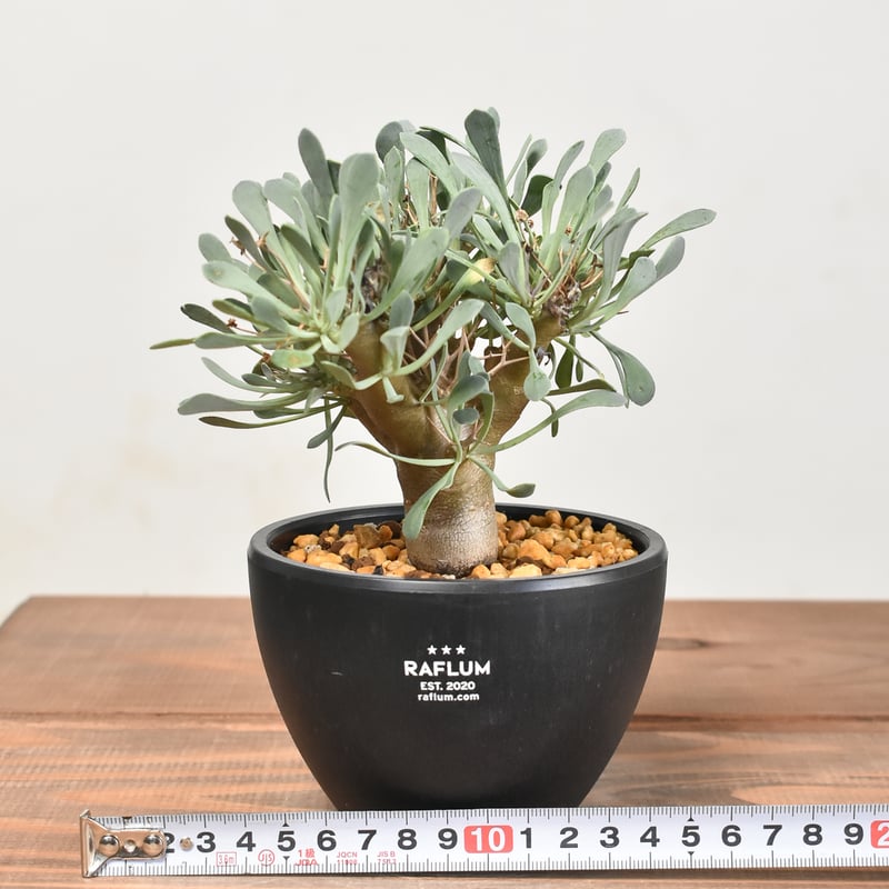 オトンナ ユーフォルビオイデス 