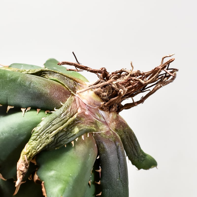 【現物出品】アガベ　チタノタ　クレイジー　crazy アガベ チタノタ 