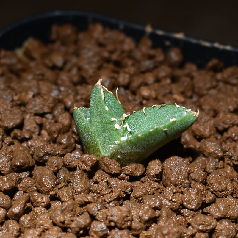 アガベ チタノタ 