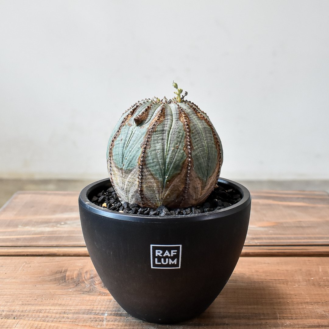 希少　オールド　オベサ　大　王冠　良形　美株　塊根植物　ユーフォルビア　発根済み 希少オールドオベサ大王冠良形美株塊根植物ユーフォルビア発根済み