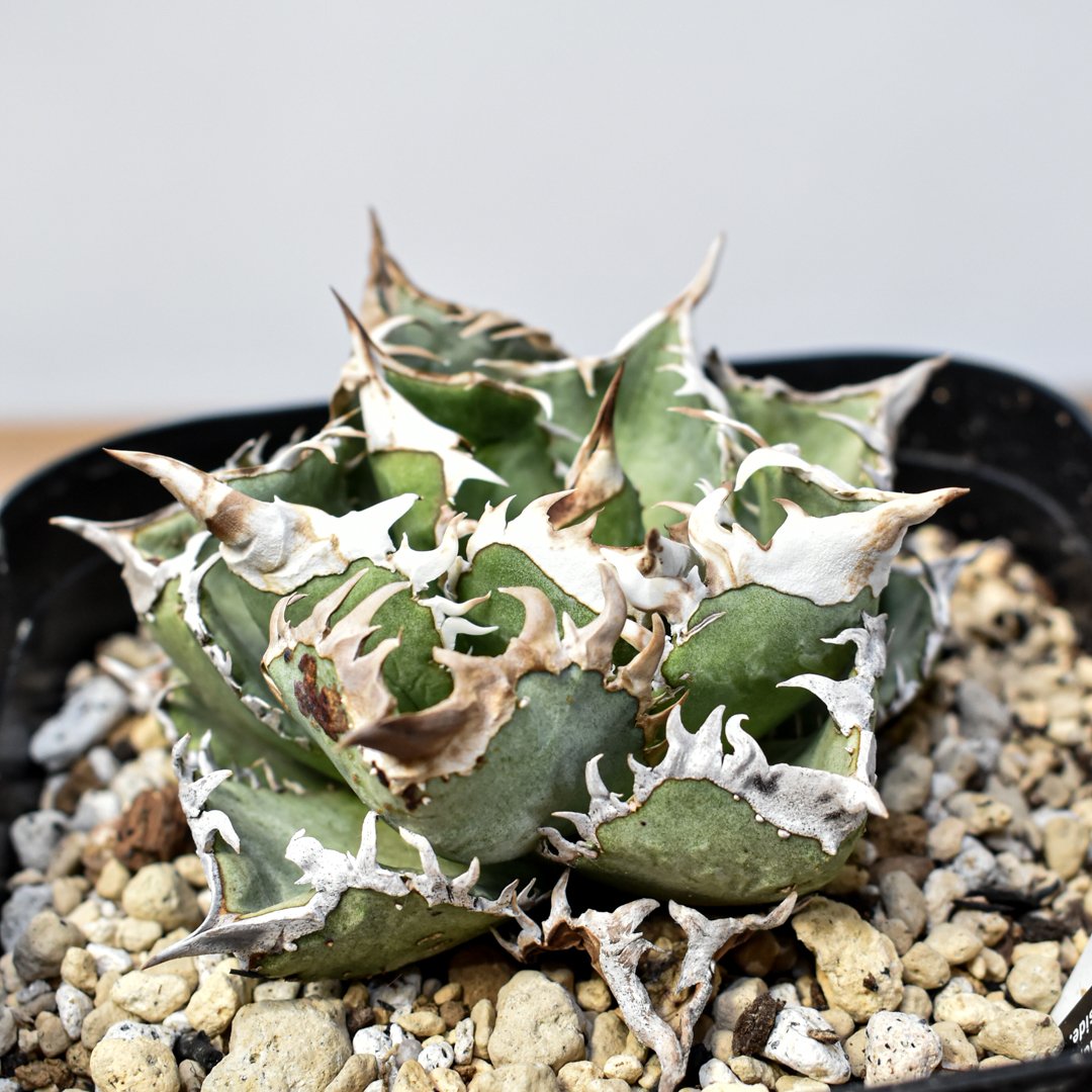 RAFLUMコレクション】アガベ チタノタ 