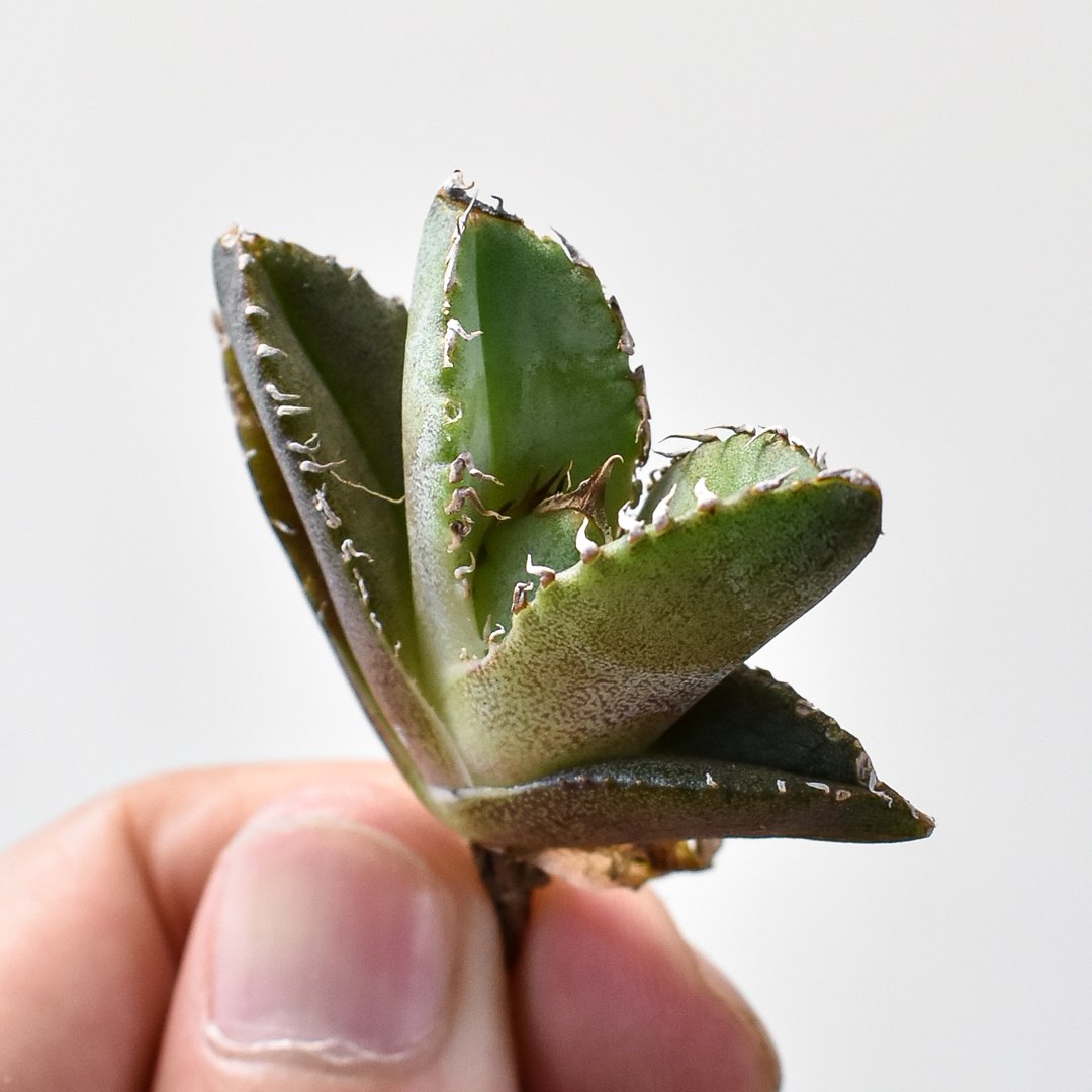 アガベ チタノタ 