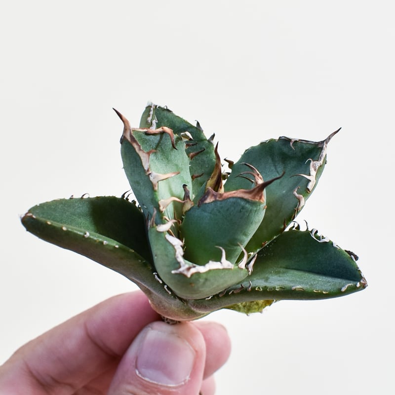 アガベ　鬼爪中株　アガベ　ピカチュウ アガベ チタノタ 