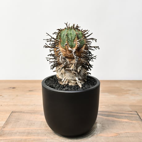 ユーフォルビアオベサ | STORES