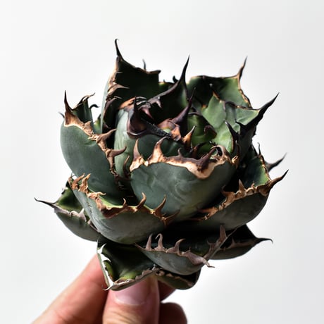 アガベ　海王　親株出品 アガベ チタノタ 海王 親株 - メルカリ