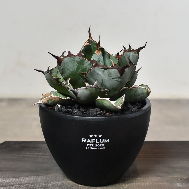 アガベ チタノタ ブラックアンドブルー 