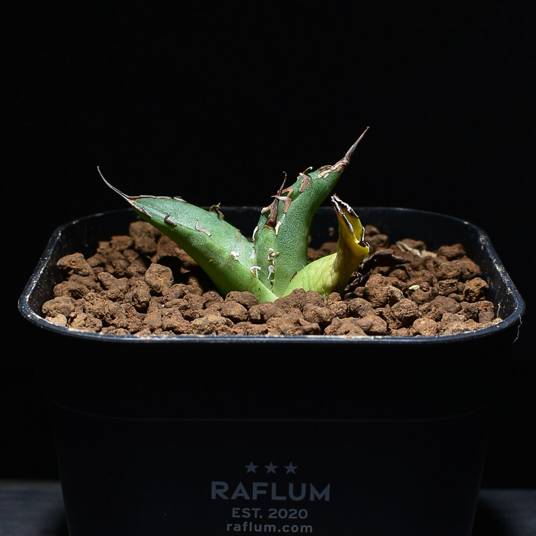 鉢込み】アガベチタノタハデス黒帝斯恐竜牙歯検オテロイオアハカ白鯨