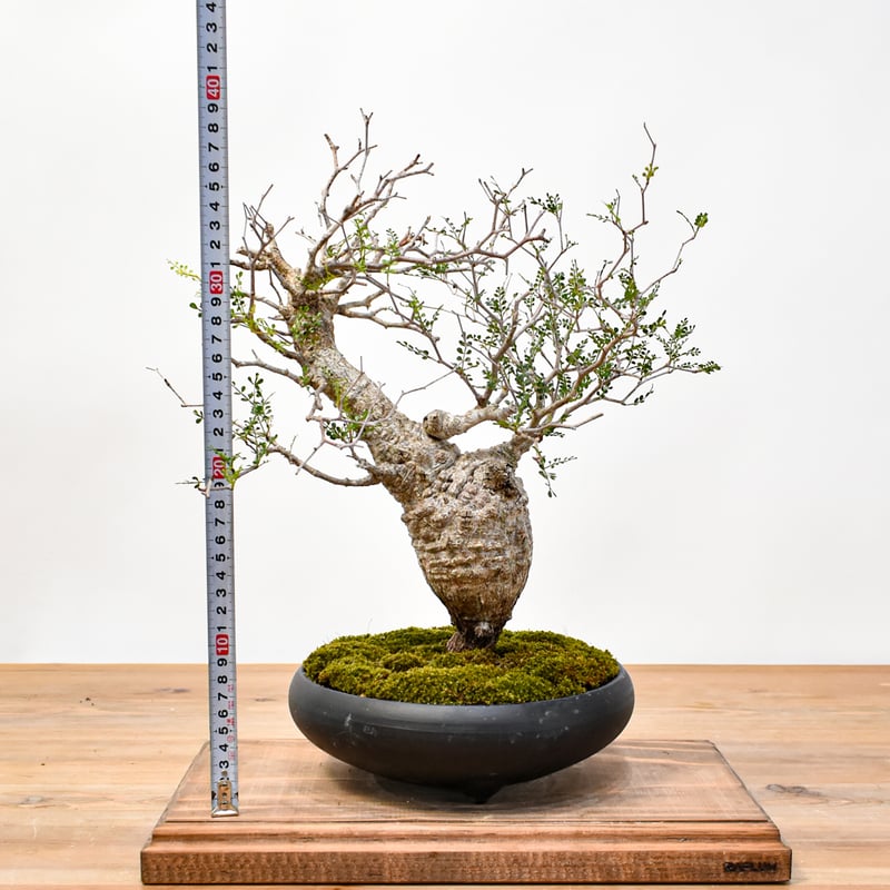 WACK” ON YOUR SIDE】オペルクリカリア パキプス WACK-A043 |