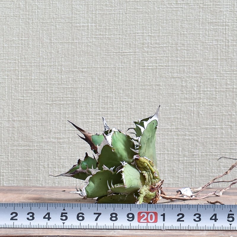 アガベ チタノタ チーター 