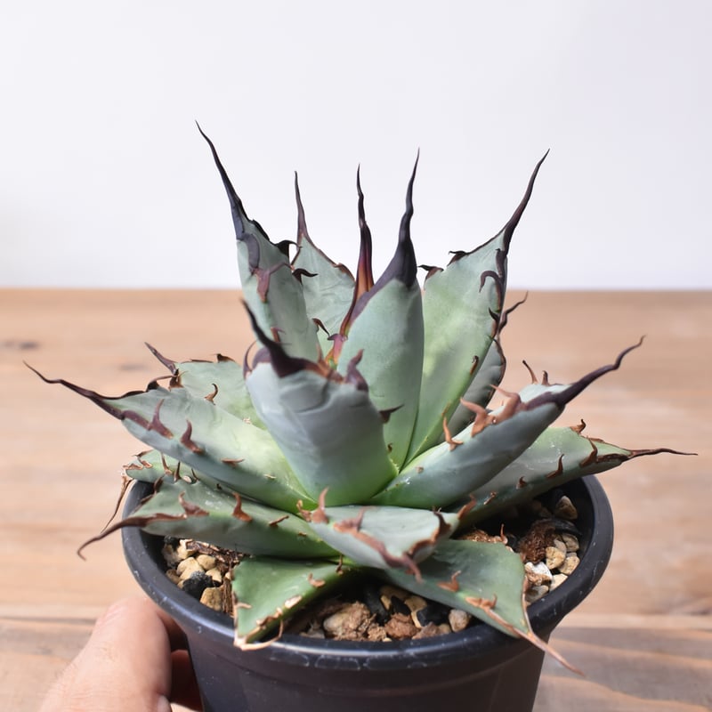 アガベ 血蠍×妖炎 台湾HYB(亀助) アガベ 血蠍×妖炎 台湾HYB(亀助様専用)