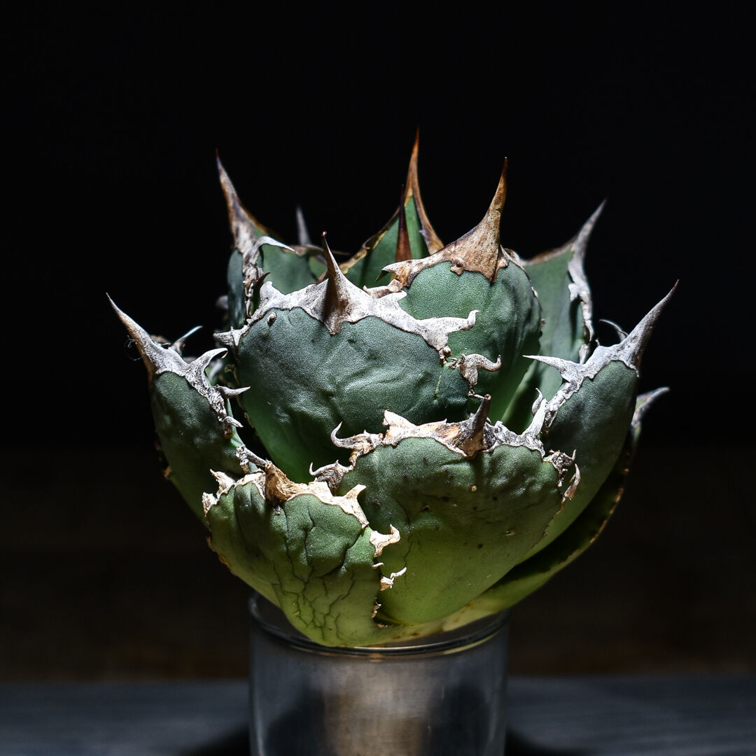 大幅値下げ！アガベ 白鯨 大株 コレクション株 鉢プレゼント 【公式通販】