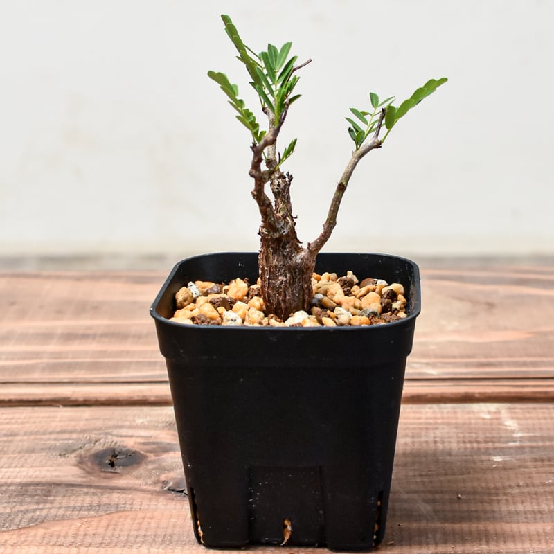 センナ メリディオナリス 【発根済み】（鉢付き）