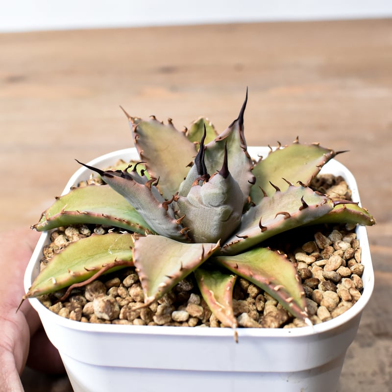 アガベ ハイブリット 