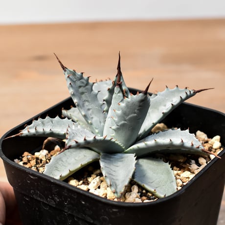 アガベ ハイブリット 日系イシスメンシス×象牙妖炎（陽炎エボリ）【台湾botanical_seeker産】RF25011403