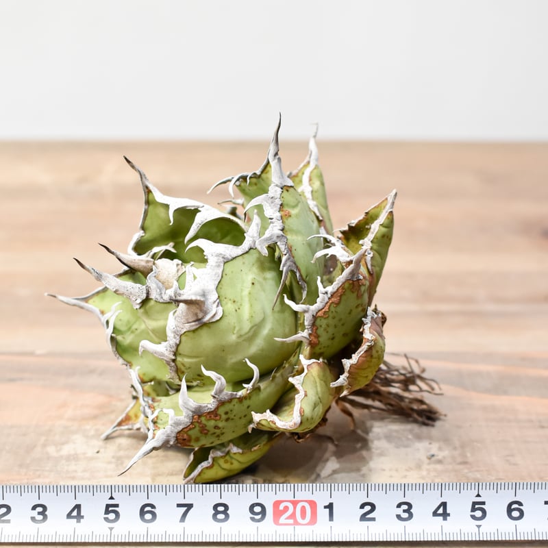 アガベ チタノタ 精品老シーザー / 精品老凱撒 【台湾 dragon agave産