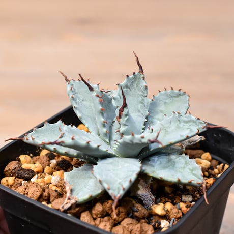 アガベ ハイブリット 日系イシスメンシス×象牙妖炎（陽炎エボリ）【台湾botanical_seeker産】RF25011395