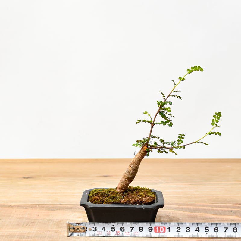 希少　斑入り　オペルクリカリア　デカリー レアなオペルクリカリア・デカリー！ 3種類 - 多肉植物通販