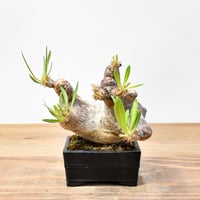 [最終値下げ] テロカクタス　ニドゥランス　鶴巣丸　発根済　大株 RAFLUMコレクション】テロカクタス ニドゥランス 