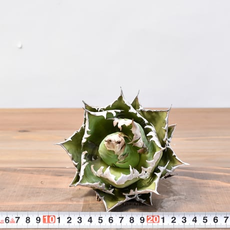 アガベ チタノタ "精品レッドキャットウィーズル" / 精品赤猫 , 精品紅猫  【台湾 dragon agave産/中株/抜き苗】D09 DG25010435