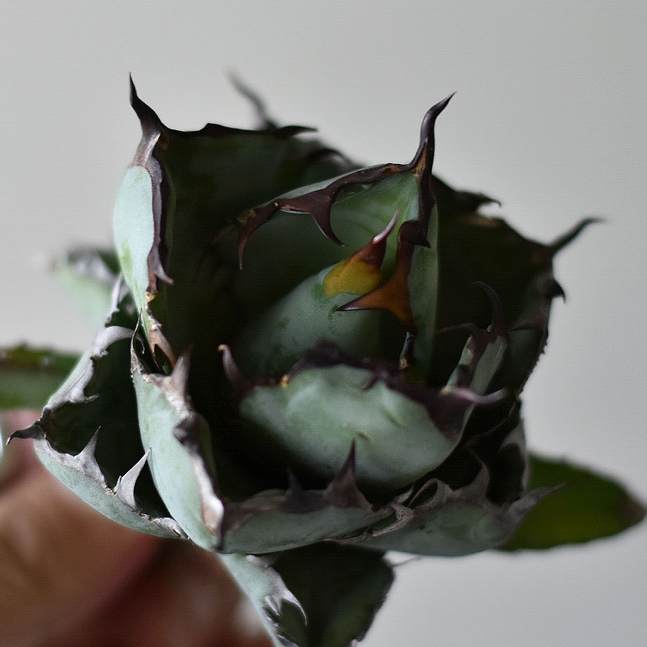 アガベ チタノタ ブラックアンドブルー 