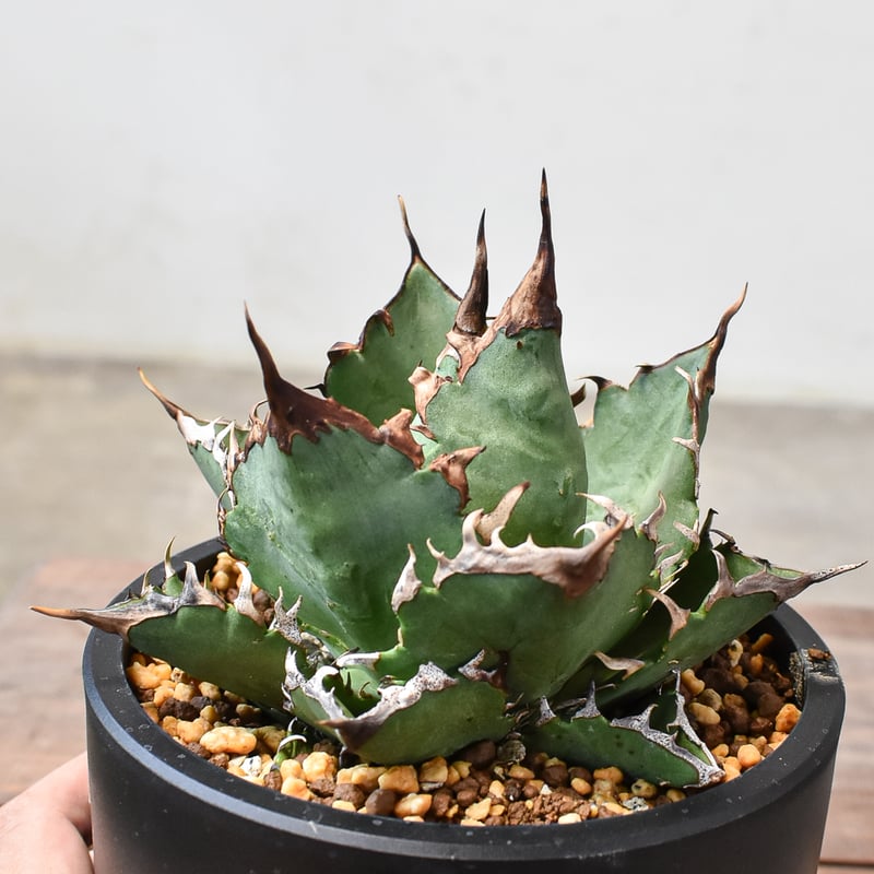 アガベ チタノタ チーター 