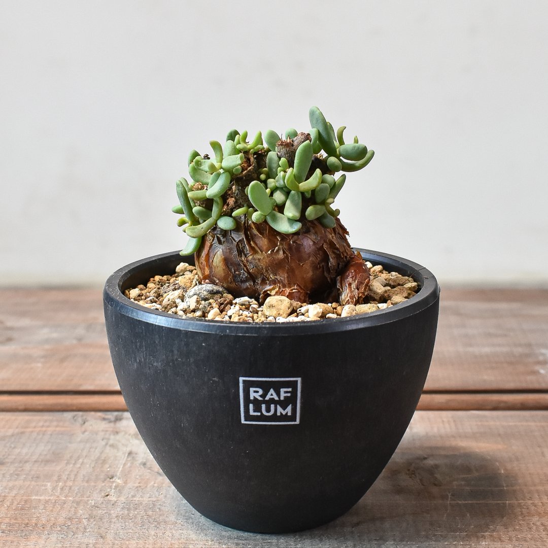 ケラリア ピグマエア 【発根済】E | RAFLUM / ラフラム｜東京、大阪の