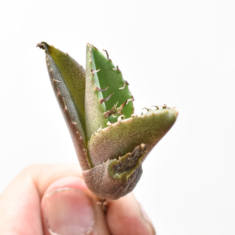 【専用】agave X仔株 agave zebra（last1株） | plants holic 