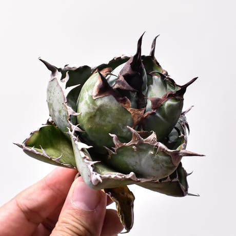 チタノタbb | STORES