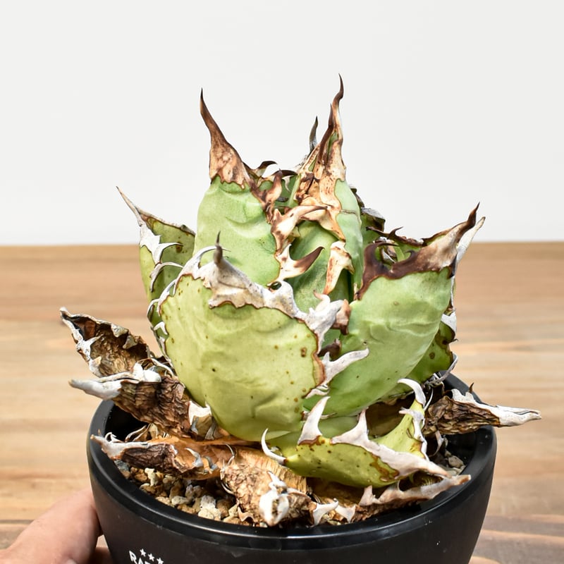 アガベ チタノタ 獵豹/チーター(子株付き) Berlin産 アガベ チタノタ 精品チーター 