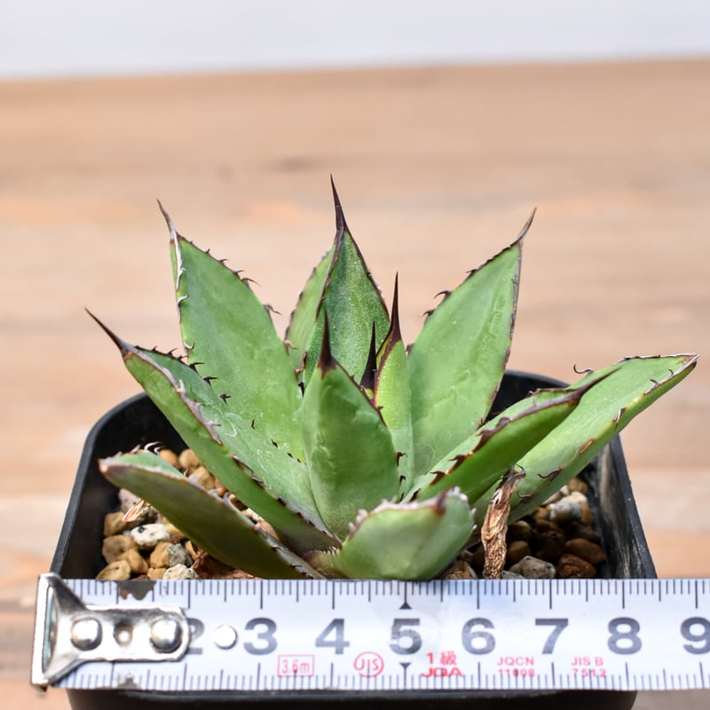 アガベ Dennis hybrid 甲蟹X笹之雪 【台湾DENNIS産/実生】DN25010