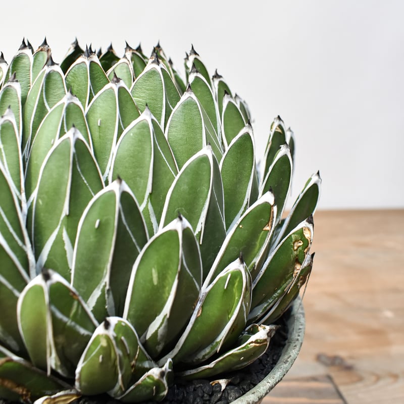 アガベ ビクトリアレジーナ 