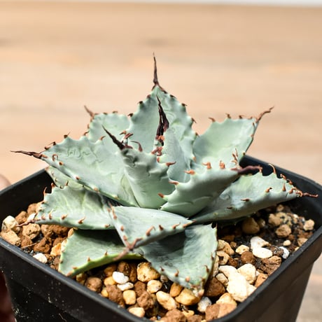 アガベ ハイブリット 日系イシスメンシス×象牙妖炎（陽炎エボリ）【台湾botanical_seeker産】RF25011388