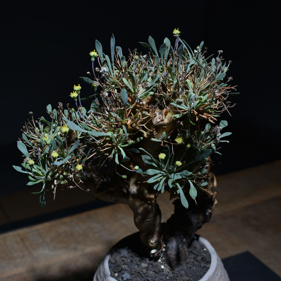 オトンナ ユーフォルビオイデス 