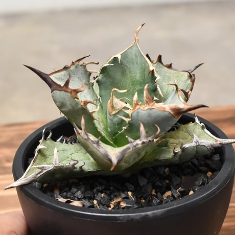 CATEGORY チタノタ 阿修羅 阿修羅丸 | RAFLUM / ラフラム｜東京、大阪