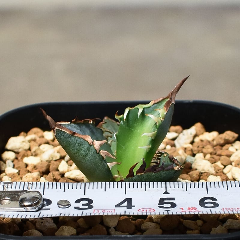 インドネシア産　FO-076 ボール型　コレクション株 インドネシア産 FO-076 ボール型 コレクション株 アガベ チタノタ